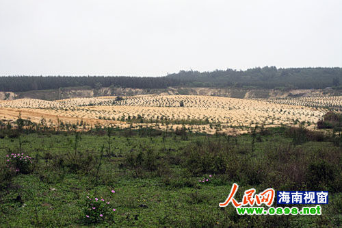 文昌開采鈦礦已經有多年，目前中國每年鈦材年需求量在二點五至三萬噸，而國內年鈦產量只有一千五百至兩千噸，市場缺口巨大。在國內市場上，一噸鈦金屬粉的價格是六十萬元人民幣，國際市場更高達每噸八十萬美元。正是因為鈦礦的極大利潤，才讓很多人對挖采鈦礦趨之若鶩。