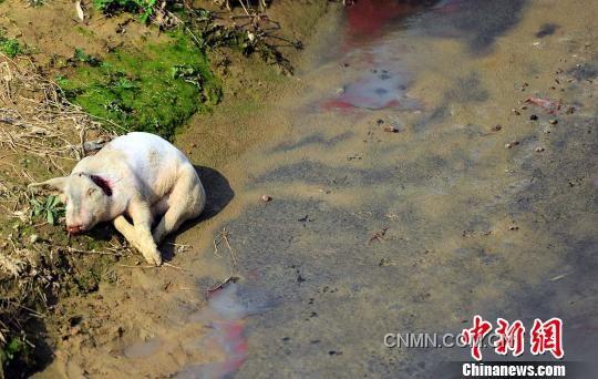 沿村溪步行不到500米，就見溪邊和溪中淺灘處散落著4頭死豬，而溪流中隨處可見令人恐懼的“紅蟲”（圖紅色處）。