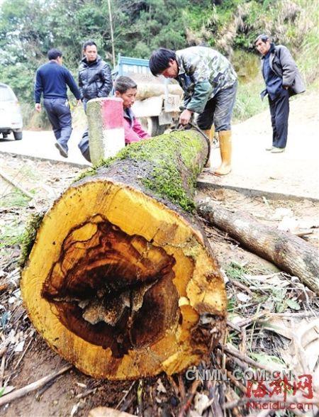 被砍的樹木被村民追回。
