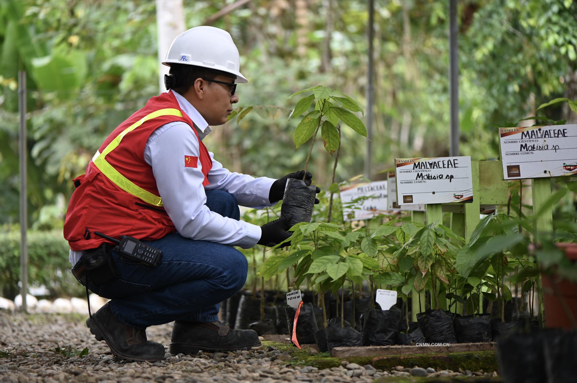 米拉多銅礦員工將稀有的植物移種到植物園。